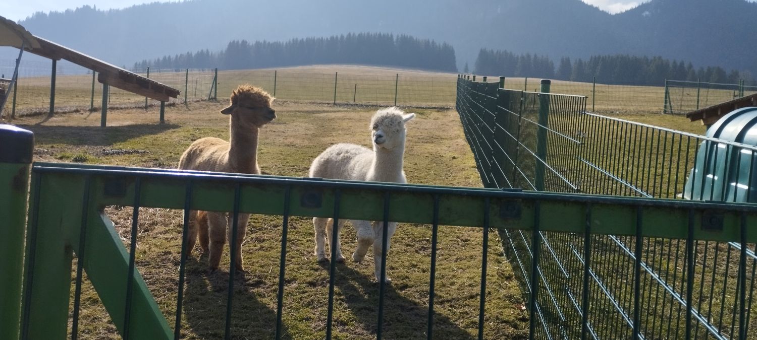 IMG 20260318 1004491