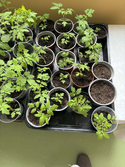 Pestovanie rastlín na hodinách techniky